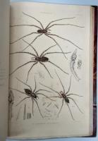 A history of the spiders of Great Britain and Ireland