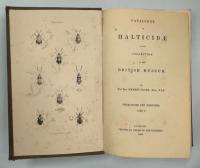 Catalogue of Halticidae in the collection of the British Museum