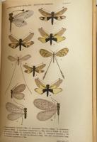 Fauna de Catalunya Neuropters FascicleⅠNeuropters propis