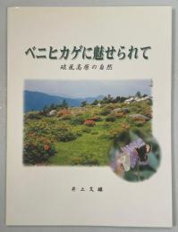 ベニヒカゲに魅せられて 破風高原の自然