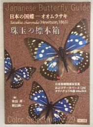 珠玉の標本箱 日本産蝶類標本写真およびデータベース(29)タテハチョウ科②オオムラサキ