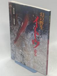 幻の野生イトウ走る
