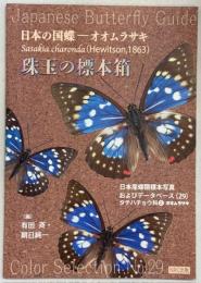 珠玉の標本箱 日本産蝶類標本写真およびデータベース(29)タテハチョウ科②オオムラサキ