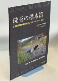 珠玉の標本箱 日本産蝶類標本写真およびデータベース(20)シジミチョウ科⑪クロツバメシジミ