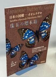 珠玉の標本箱 日本産蝶類標本写真およびデータベース(29)タテハチョウ科②オオムラサキ