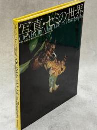写真・セミの世界