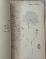 Flora Koreana