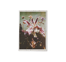 Flowers - Lina Scheynius