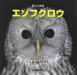 エゾフクロウ