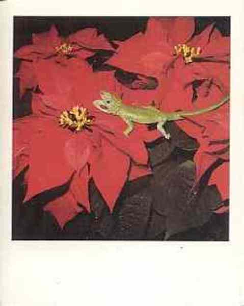 NOBUYOSHI ARAKI: POLAEROID (ドイツ版)(荒木経惟) / 北天堂書店