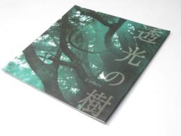 透光の樹 日本映画パンフレット