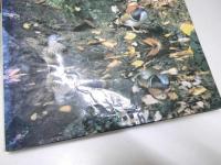 森のなかの知恵くらべ  写真絵本