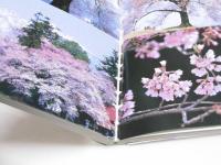 桜は一年じゅう日本のどこかで咲いている
