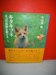 キタキツネ　北辺の原野を駆ける
