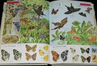 小学館の学習図鑑シリーズ17　採集と標本の図鑑