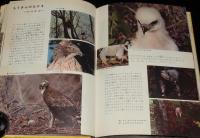 小学館の学習図鑑シリーズ14　大自然にはばたく　野鳥の四季　初版/記録映画