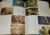 小学館の学習図鑑シリーズ14　大自然にはばたく　野鳥の四季　初版/記録映画