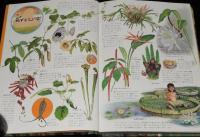 小学館の学習図鑑シリーズ25　花と園芸の図鑑