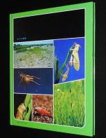 科学のアルバム35　トノサマバッタ
