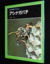 科学のアルバム43　アシナガバチ