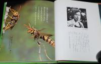 科学のアルバム43　アシナガバチ