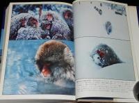 ニホンザルの生態　ニホンザルの文化/日本のサル学