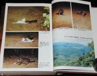 日本の野生動物6　野生のイリオモテヤマネコ　原生林の闇に生きる