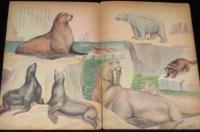 永晃社の特選絵本17　海の動物