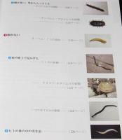 わが家の虫図鑑　新装改訂版