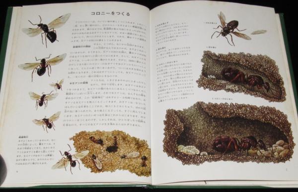 ジャポニカ少年博物館3 アリのくらし コロニー/グンタイアリ/奴隷狩り