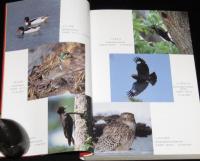絶滅危惧の野鳥事典
