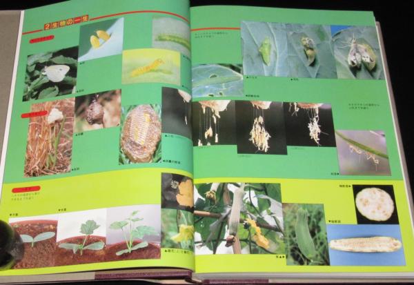 図解 実験観察大事典 生物 / 古本、中古本、古書籍の通販は