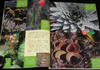 子供の科学 2006年5月号　特集：葉っぱのフシギ・チカラ/二足歩行ロボ KHR-1誕生