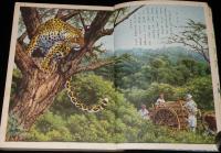 講談社の絵本ゴールド版13　動物画集　白木茂/井上たけし/木川秀雄/瀬尾太郎