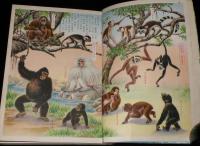 講談社の絵本ゴールド版13　動物画集　白木茂/井上たけし/木川秀雄/瀬尾太郎
