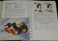 【洋書】AMERICAN NATURE GUIDES DUCKS　アメリカ自然ガイド/ダック/アヒル