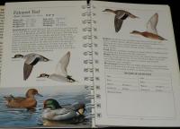 【洋書】AMERICAN NATURE GUIDES DUCKS　アメリカ自然ガイド/ダック/アヒル