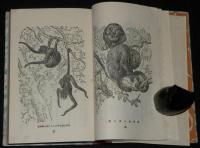 日本児童文庫43　動物園　口絵：深澤省三/挿画：岡落葉