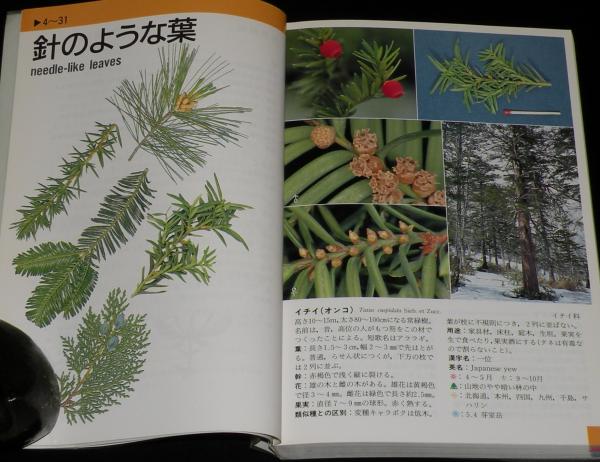 新版 北海道の樹 葉っぱの形でひく図鑑 / 古本、中古本、古書籍 新版 北海道の樹 葉っぱの形でひく図鑑 / 古本、中古本、古書籍