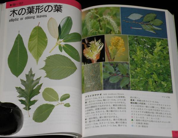 新版 北海道の樹 葉っぱの形でひく図鑑 / 古本、中古本、古書籍 新版 北海道の樹 葉っぱの形でひく図鑑 / 古本、中古本、古書籍