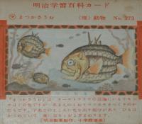 【空箱】明治学習百科カード373　まつさかうお　明治キャラメル中箱