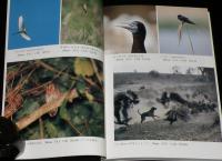 野鳥の撮影法　ネイチャー・フォトグラフィック・シリーズ3