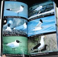【洋書】Birds　Eastern Region　全米オーデュボン協会 北米鳥類フィールドガイド