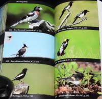 【洋書】Birds　Eastern Region　全米オーデュボン協会 北米鳥類フィールドガイド