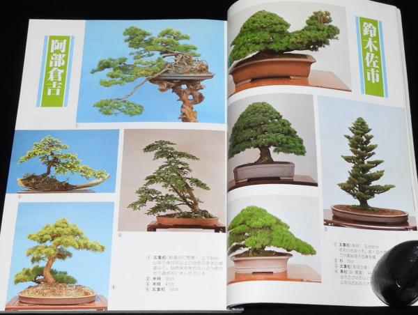 盆栽世界 1981年1月号 新春特別対談：鈴木佐市 阿部倉吉/図解特集：梅