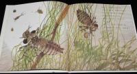みずのなかのちいさなせかい　科学絵本シリーズ　裸本