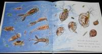 みずのなかのちいさなせかい　科学絵本シリーズ　裸本