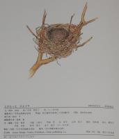 こどものひろば　とびたった ひよどり　文：岡田純也/絵：伏原納知子