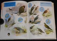 小学館の学習図鑑シリーズ4　鳥類の図鑑