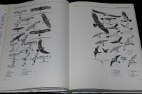 【洋書】THE ILLUSTRATED ENCYCLOPEDIA OF BIRDS　鳥類図解百科事典/イラスト800点以上